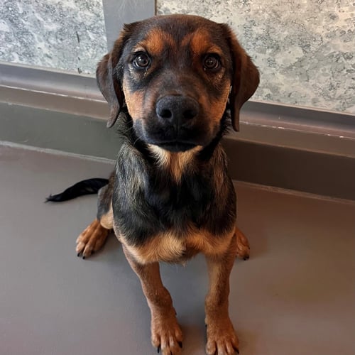 SOSA - Unknown available for adoption