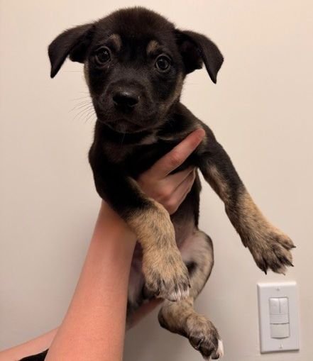 TURTLE DOVE - Unknown available for adoption