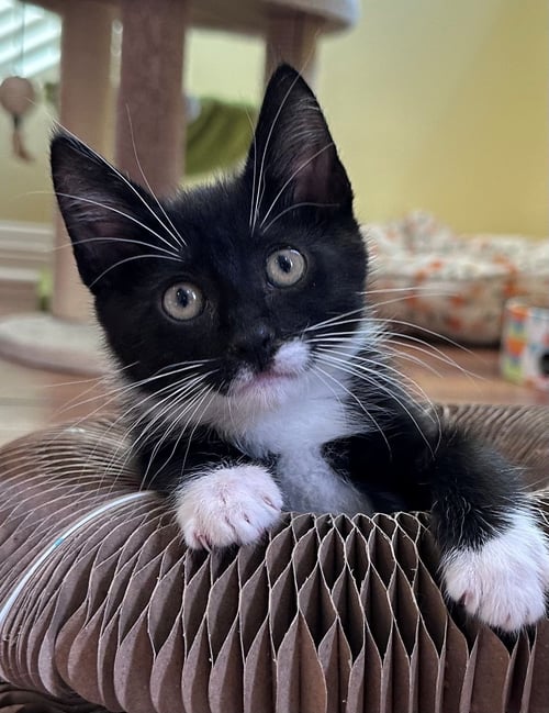 PIE - Unknown available for adoption