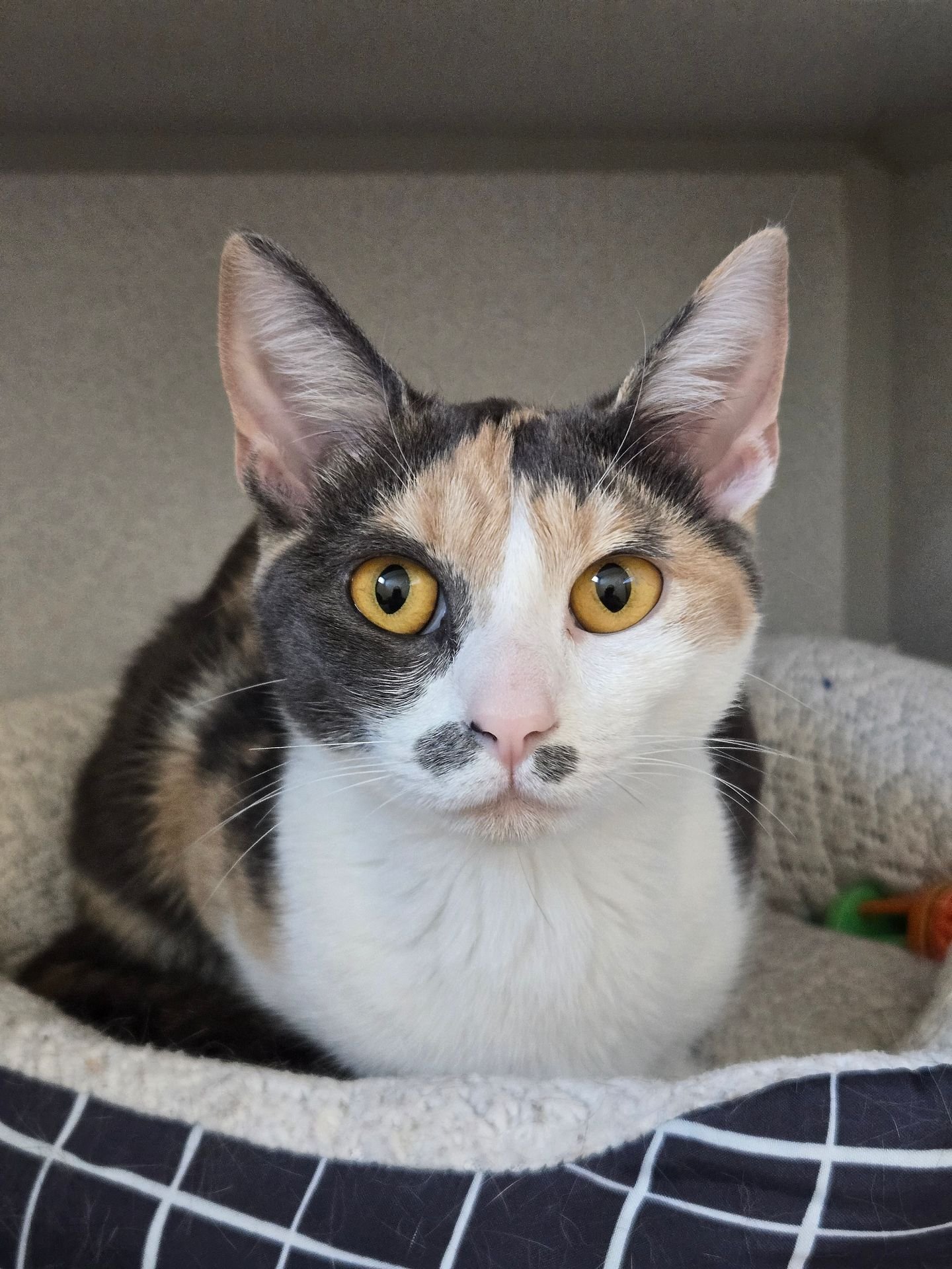 PEPPER - Unknown available for adoption