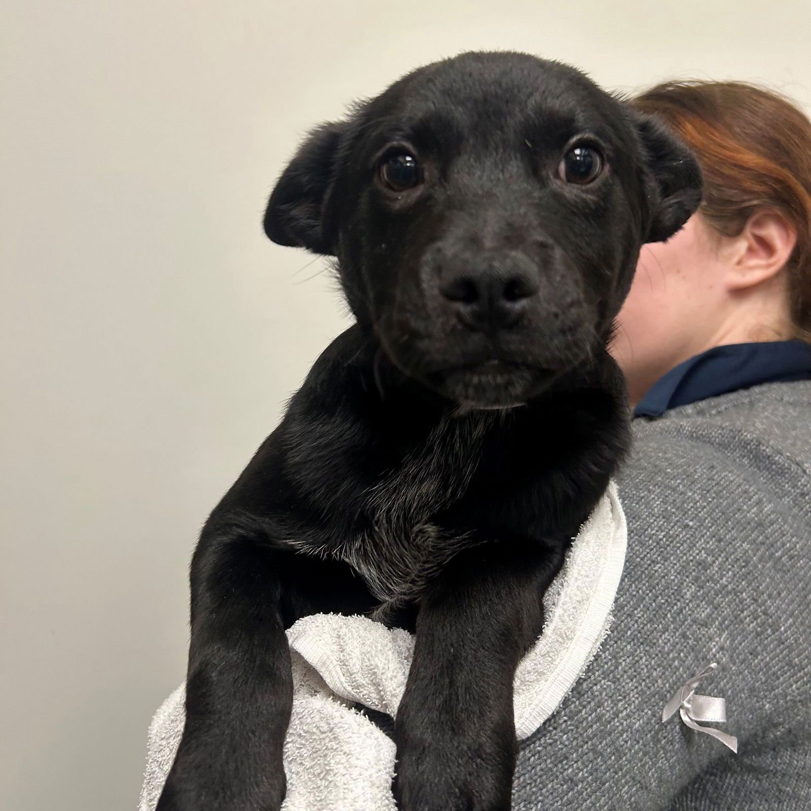 DOUG - Unknown available for adoption