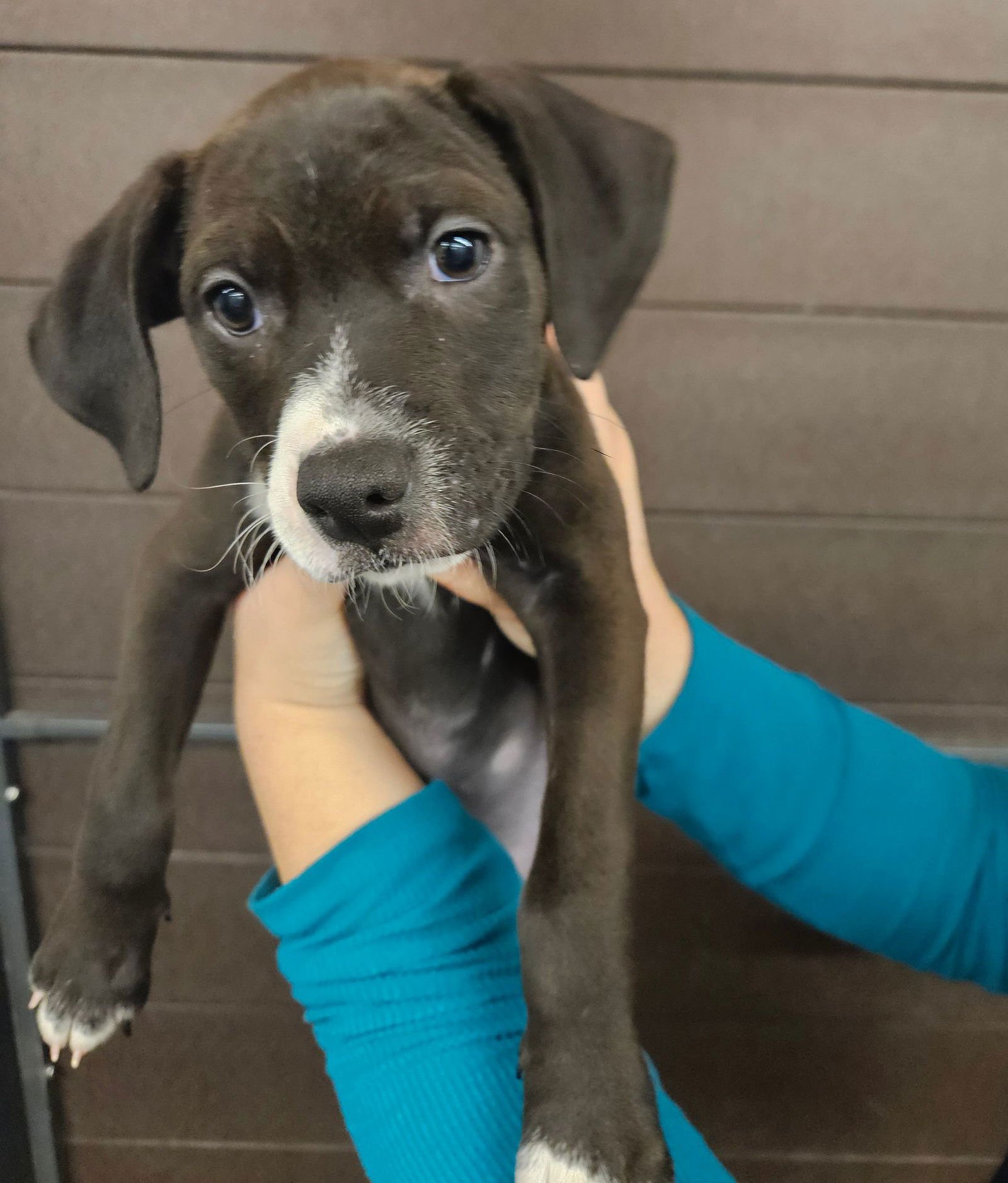 MASERATI - Unknown available for adoption