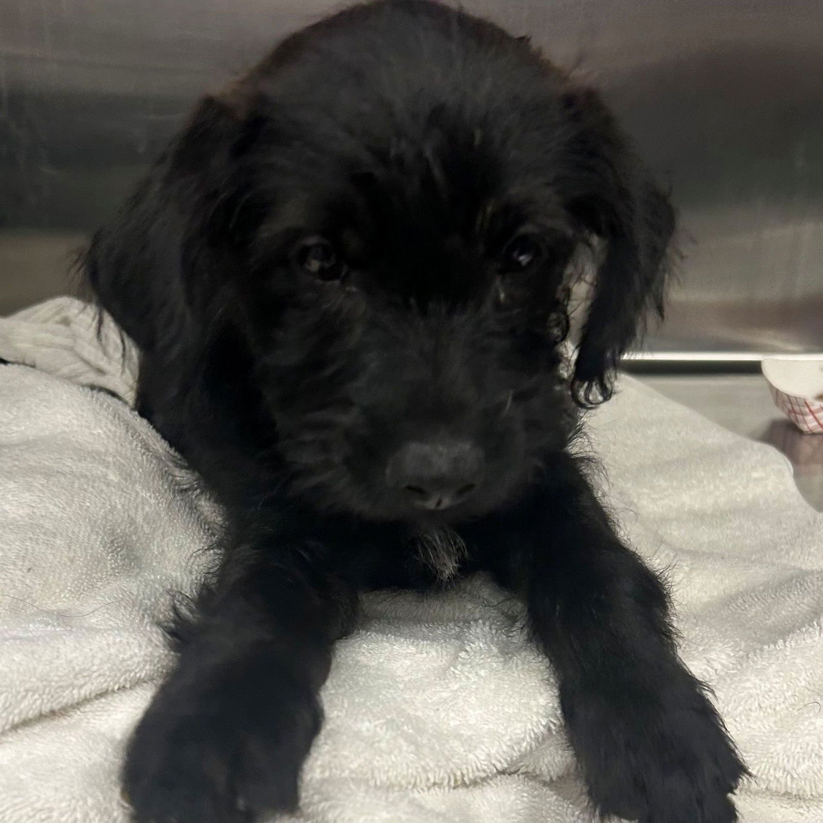 SESAME - Unknown available for adoption