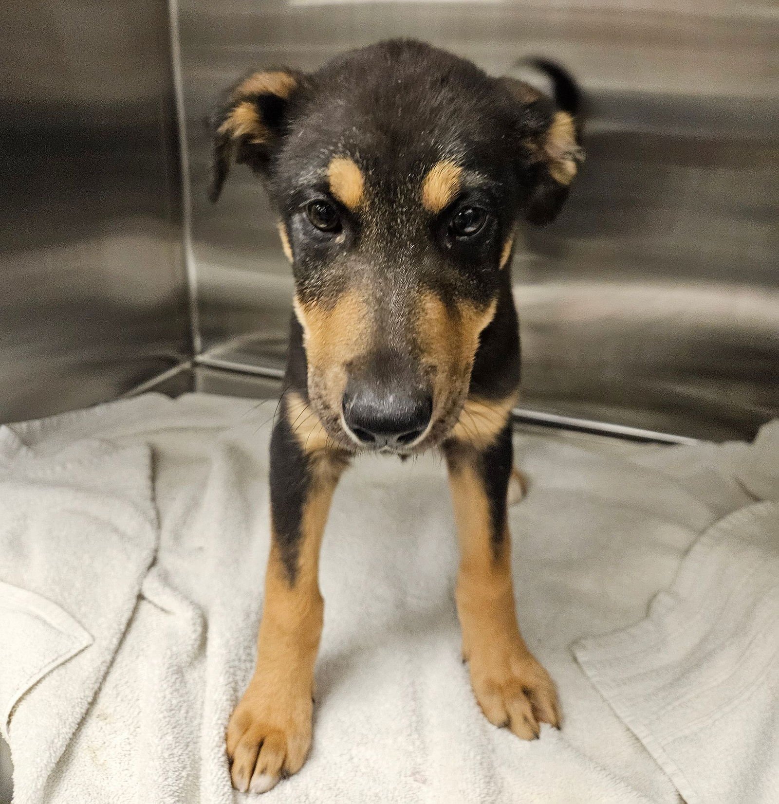 VIOLET - Unknown available for adoption