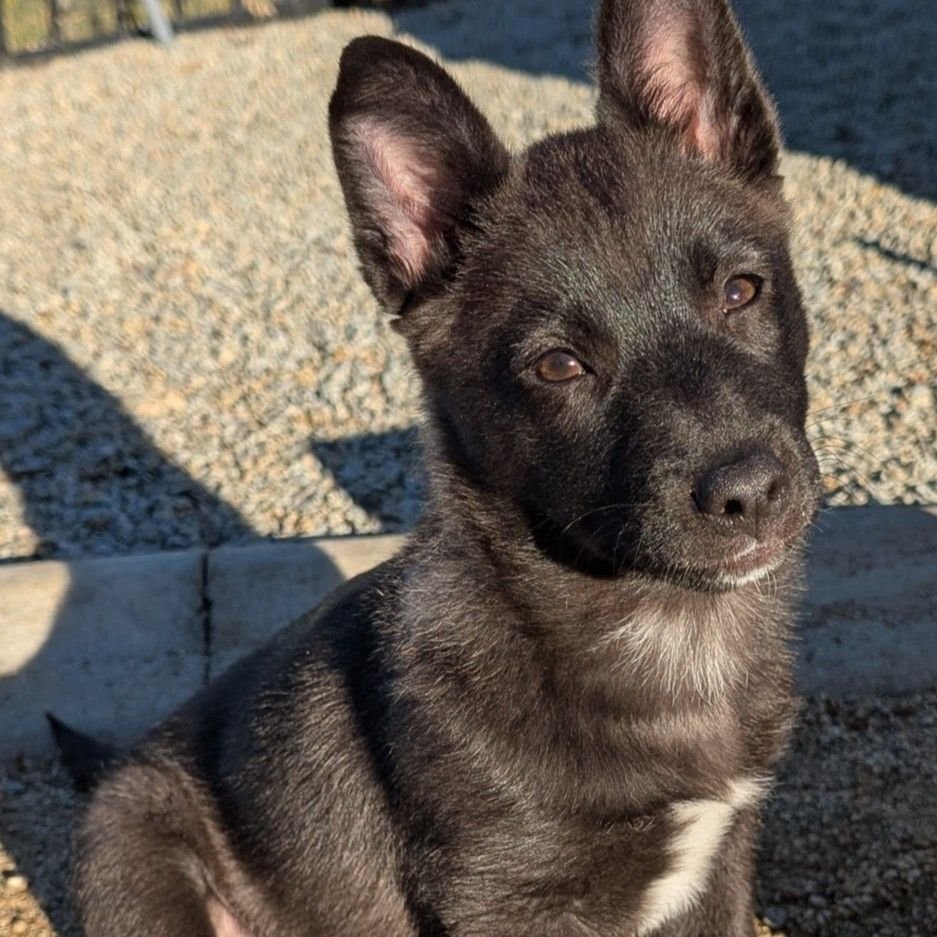 EVAN - Unknown available for adoption