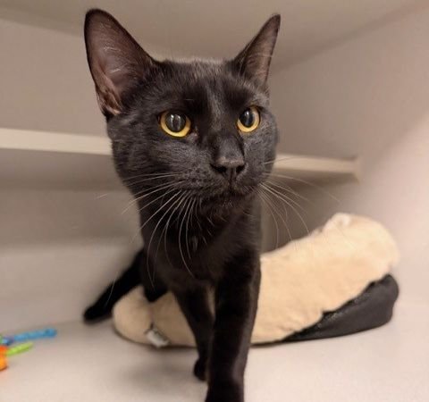 MOE - Unknown available for adoption