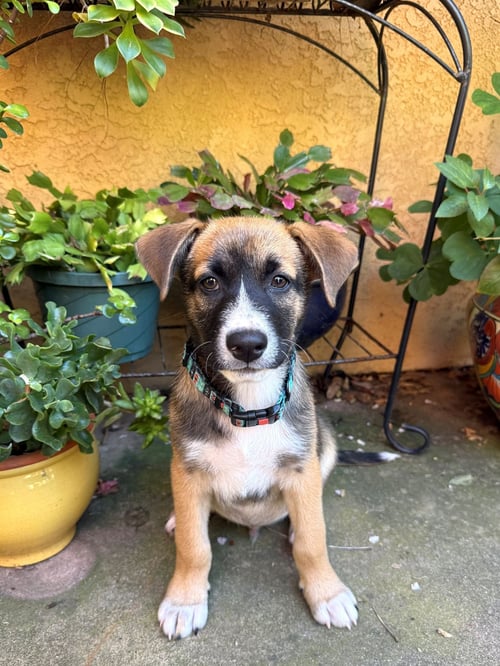 DAVID - Unknown available for adoption