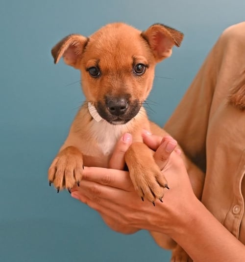 MOCHI - Unknown available for adoption