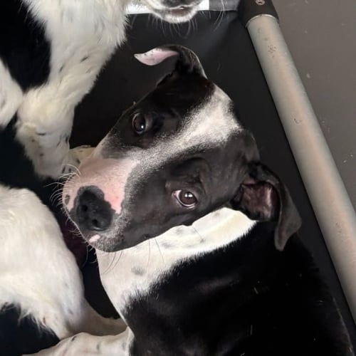 ALMOND - Unknown available for adoption