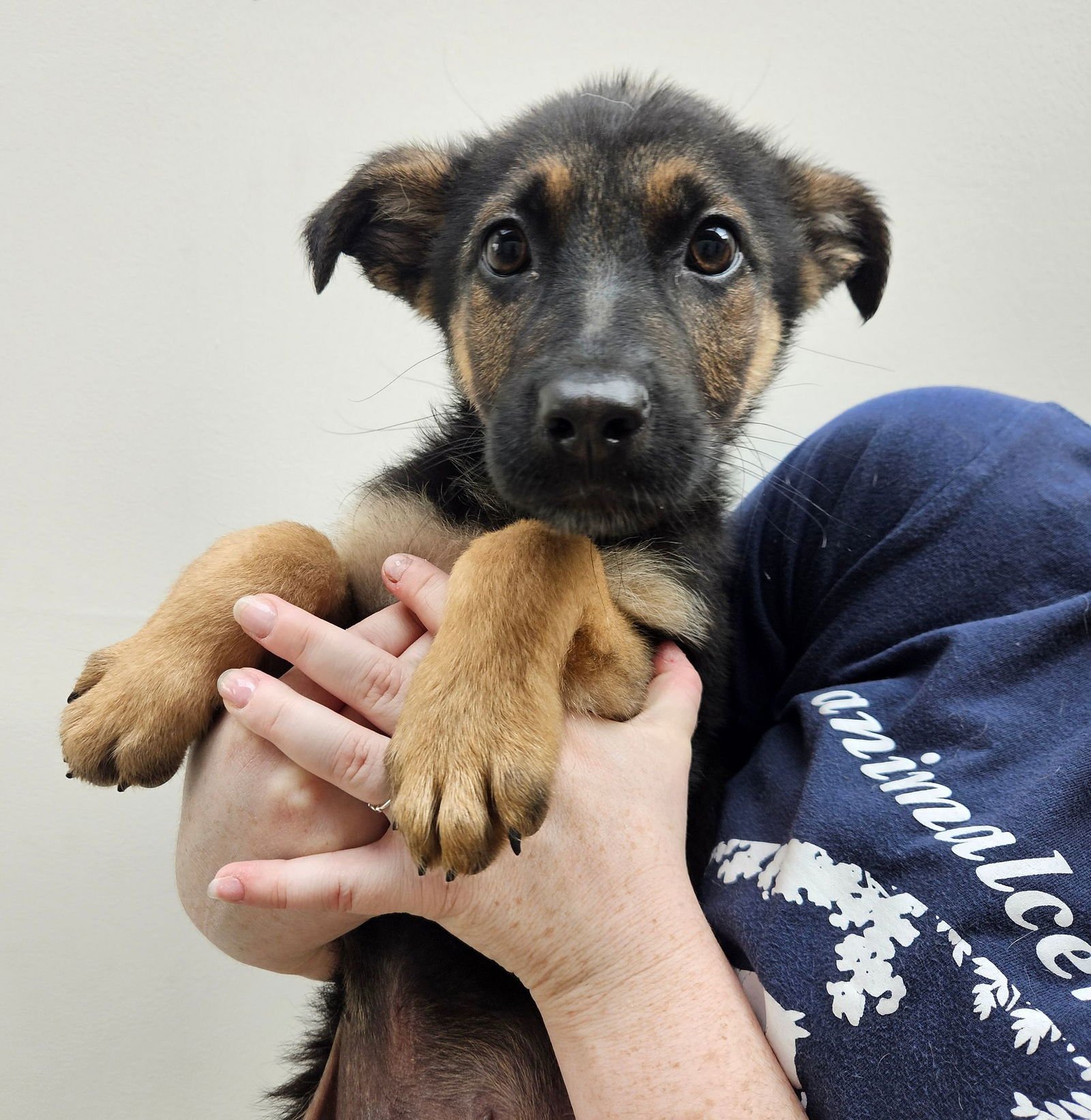 DUBLIN - Unknown available for adoption