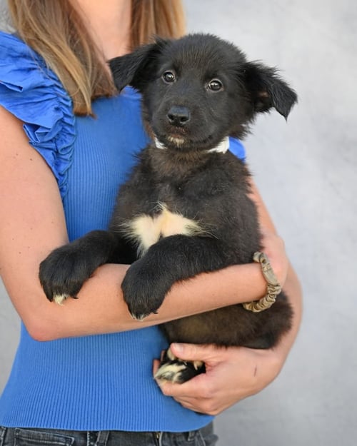 HELENA - Unknown available for adoption
