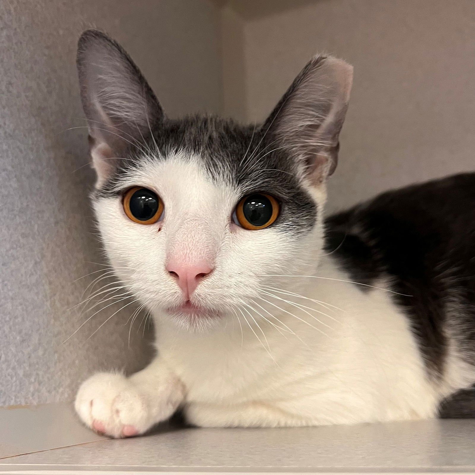 TUESDAY - Unknown available for adoption