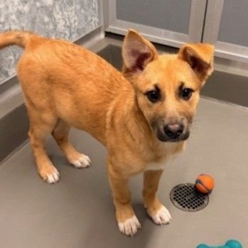 TINKER BELL - Unknown available for adoption