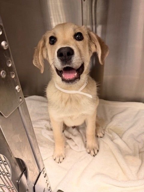 OSCAR - Unknown available for adoption