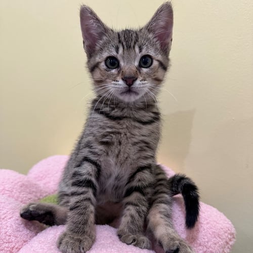 PEACH - Unknown available for adoption