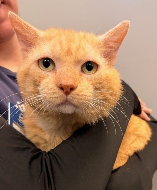 DECEMBER - Unknown available for adoption