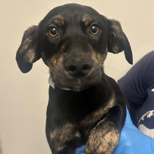 RIGATONI - Unknown available for adoption