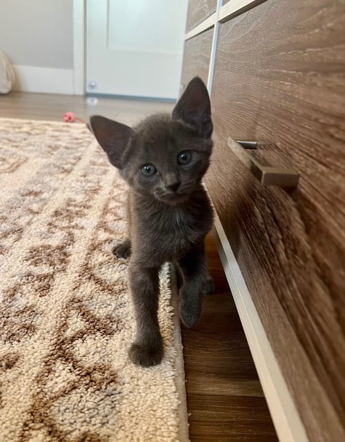 TACO - Unknown available for adoption