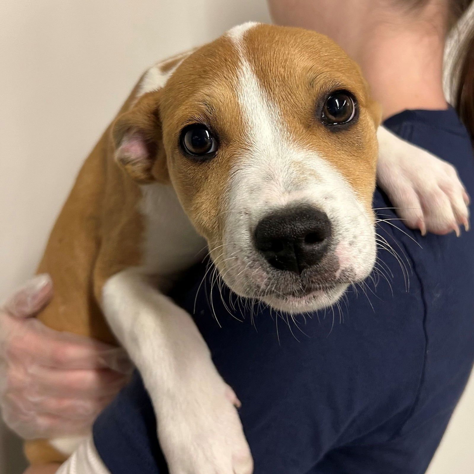 JACK-JACK - Unknown available for adoption