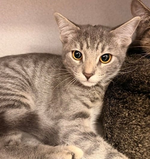 COOKIES - Unknown available for adoption