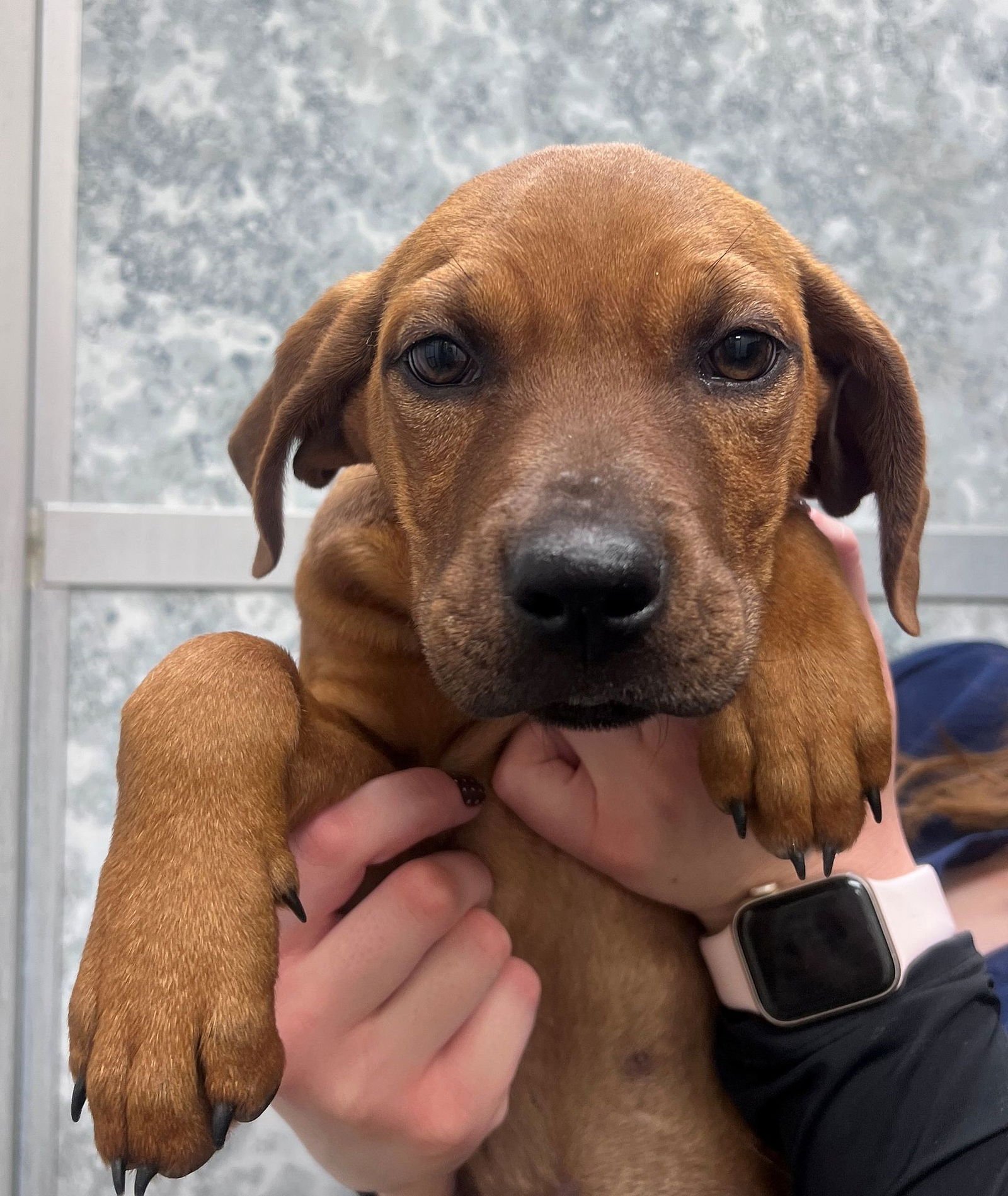 MERMAID - Unknown available for adoption