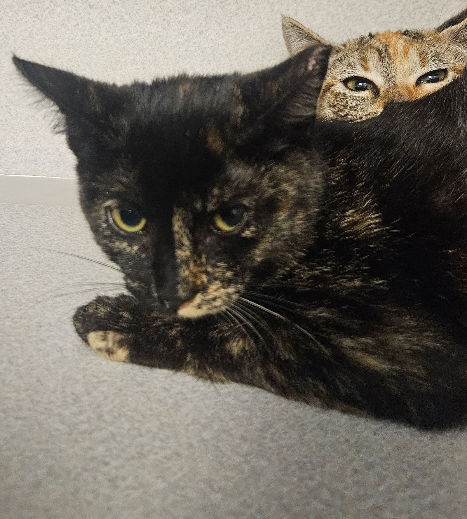 DREAM - Unknown available for adoption