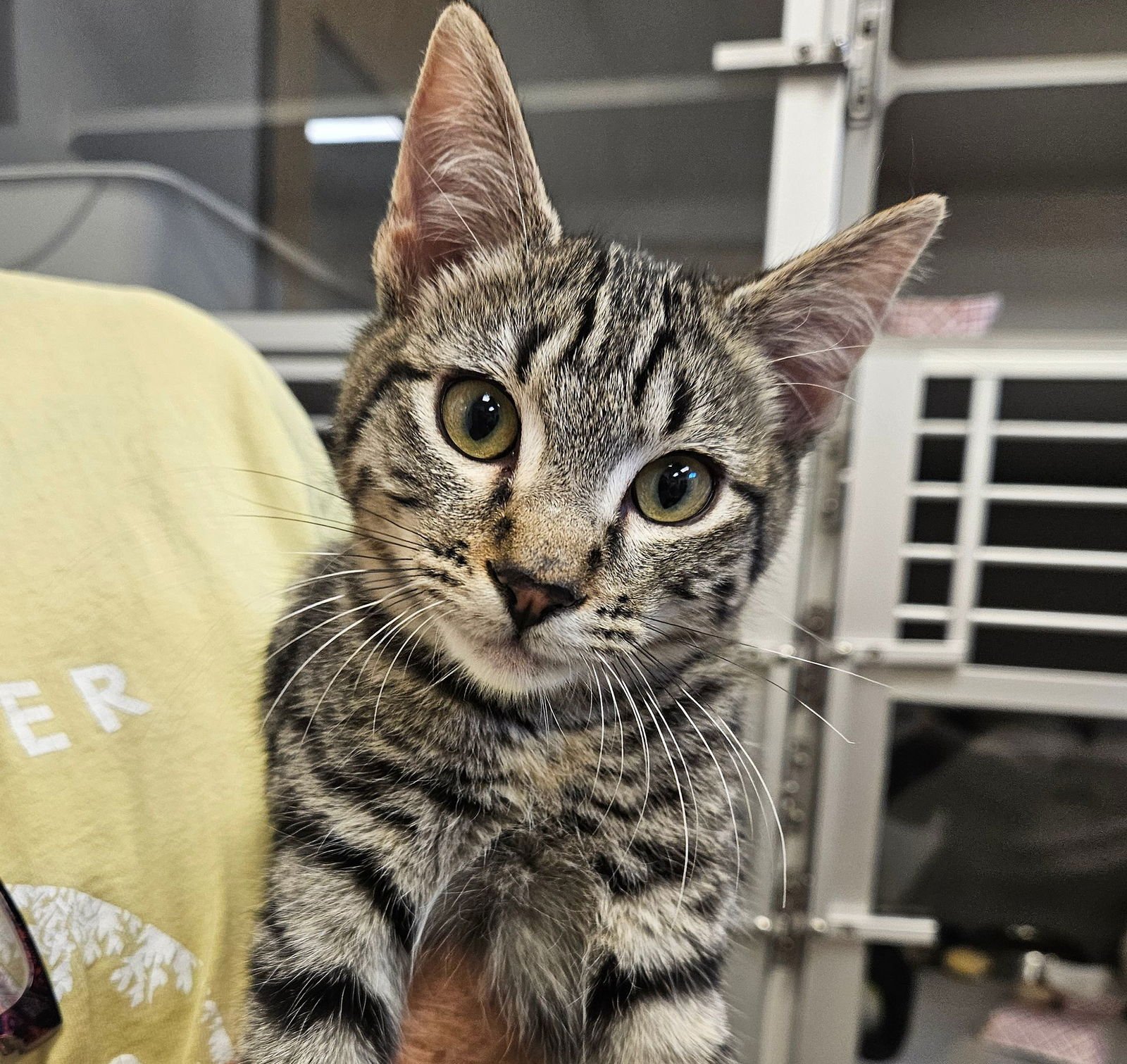 WAFFLE - Unknown available for adoption