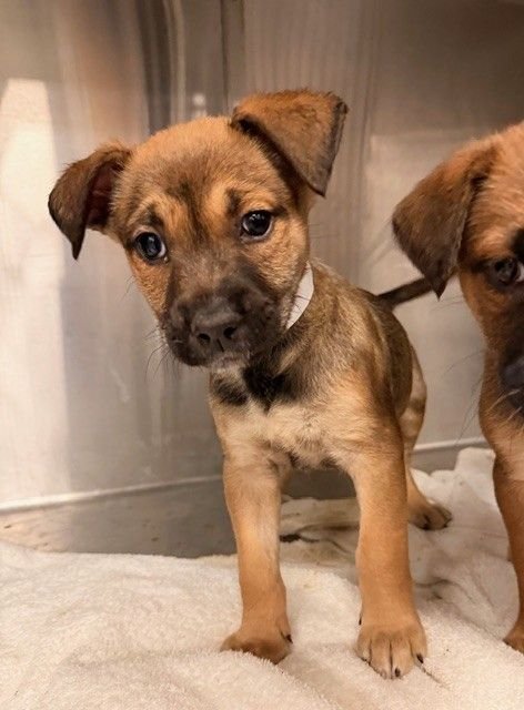 DRIVE - Unknown available for adoption