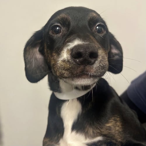 RAVIOLI - Unknown available for adoption