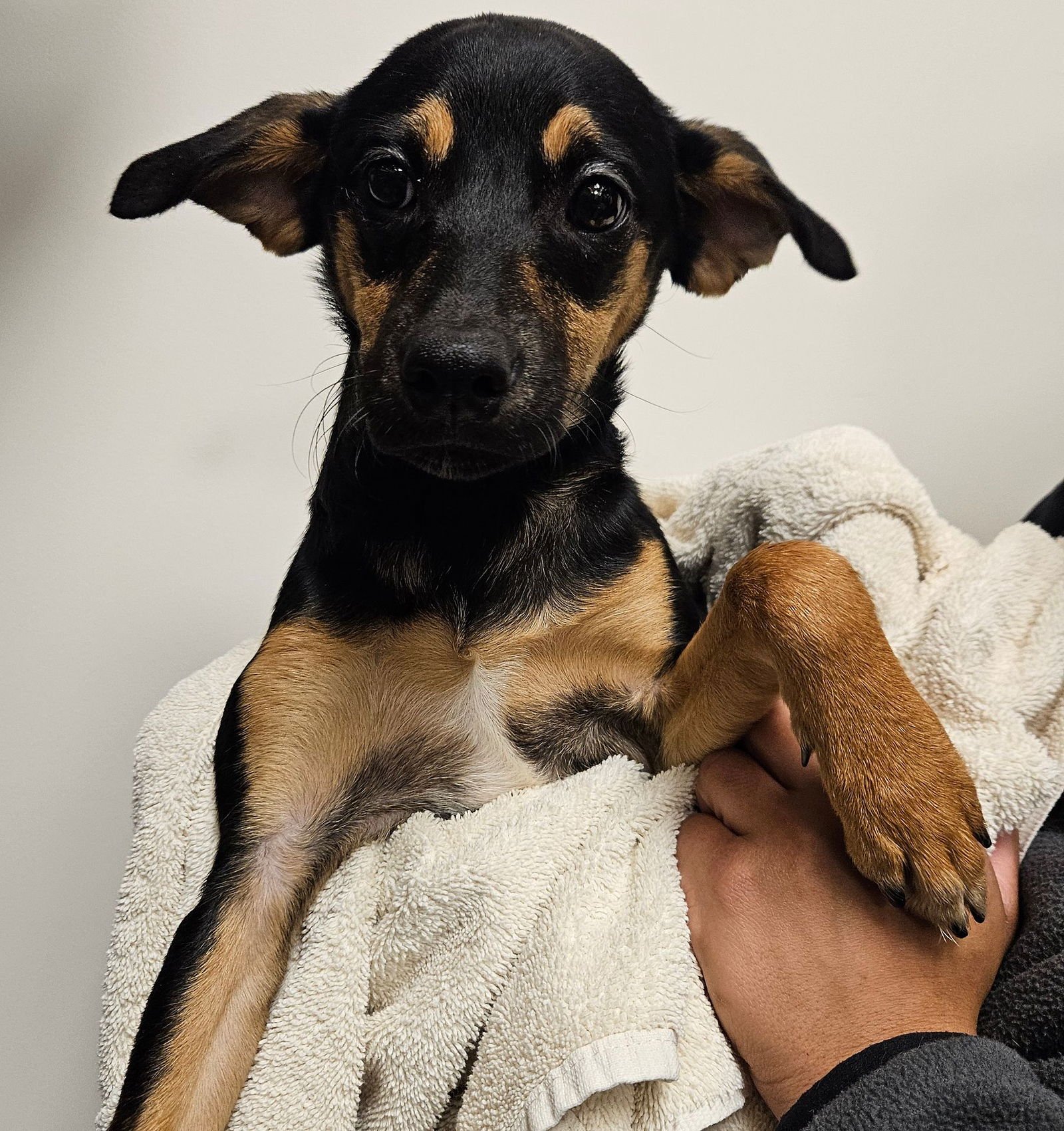 SHORTBREAD - Unknown available for adoption