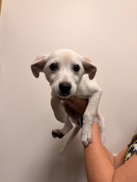 TOFU - Unknown available for adoption