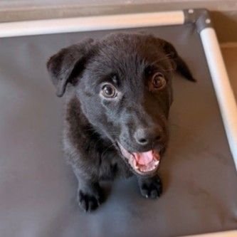 BELLE - Unknown available for adoption