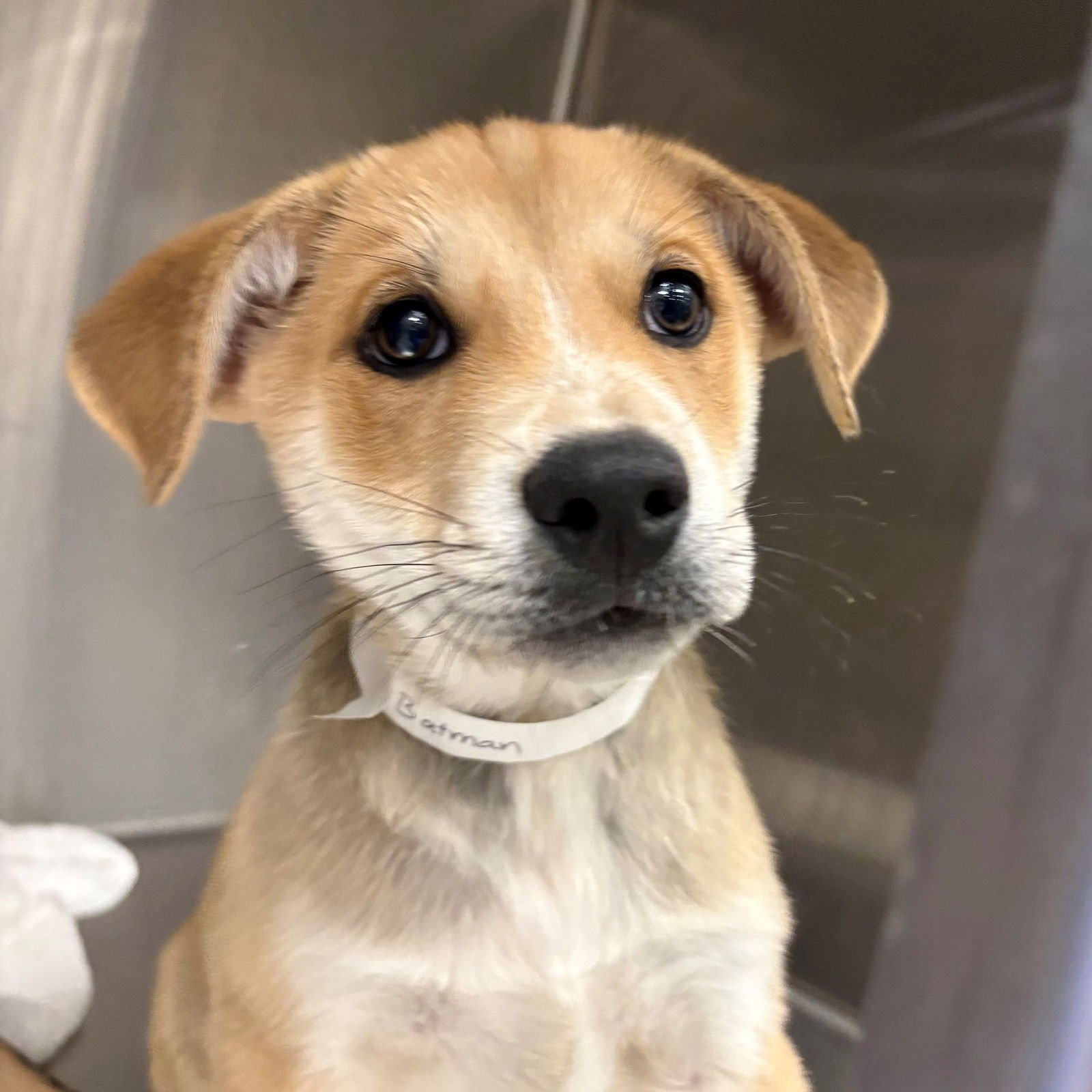 BATMAN - Unknown available for adoption