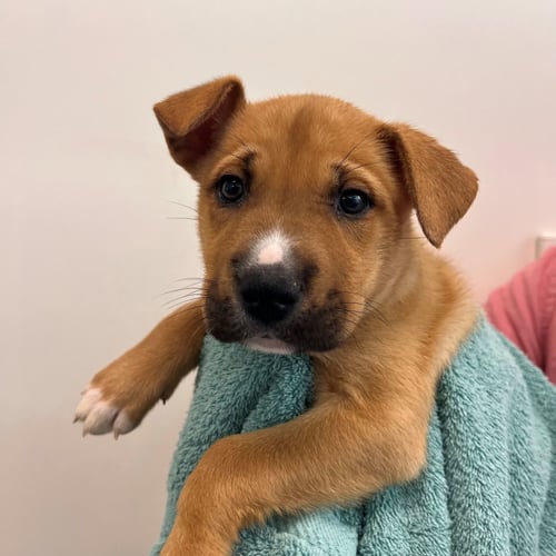 WILMA - Unknown available for adoption
