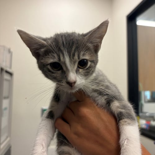 OATMEAL - Unknown available for adoption