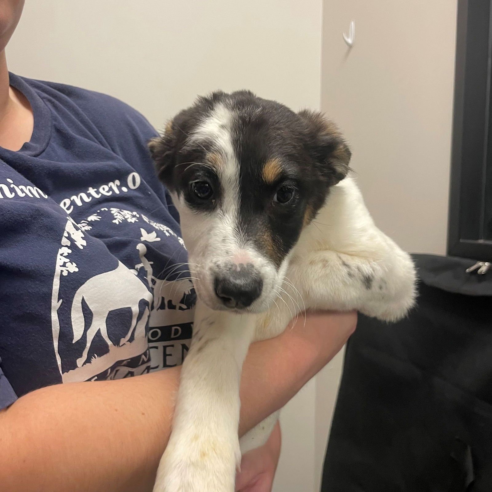 DAHLIA - Unknown available for adoption