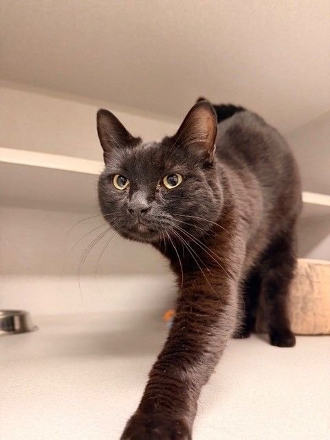 NANNY - Unknown available for adoption