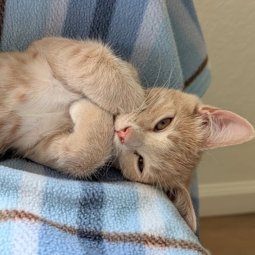 PEA - Unknown available for adoption