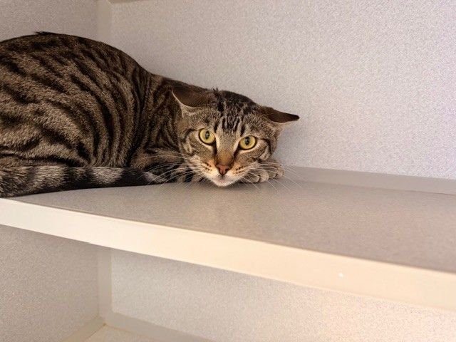 GINA - Unknown available for adoption