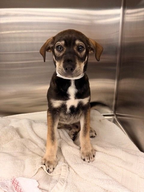 TORNADO - Unknown available for adoption