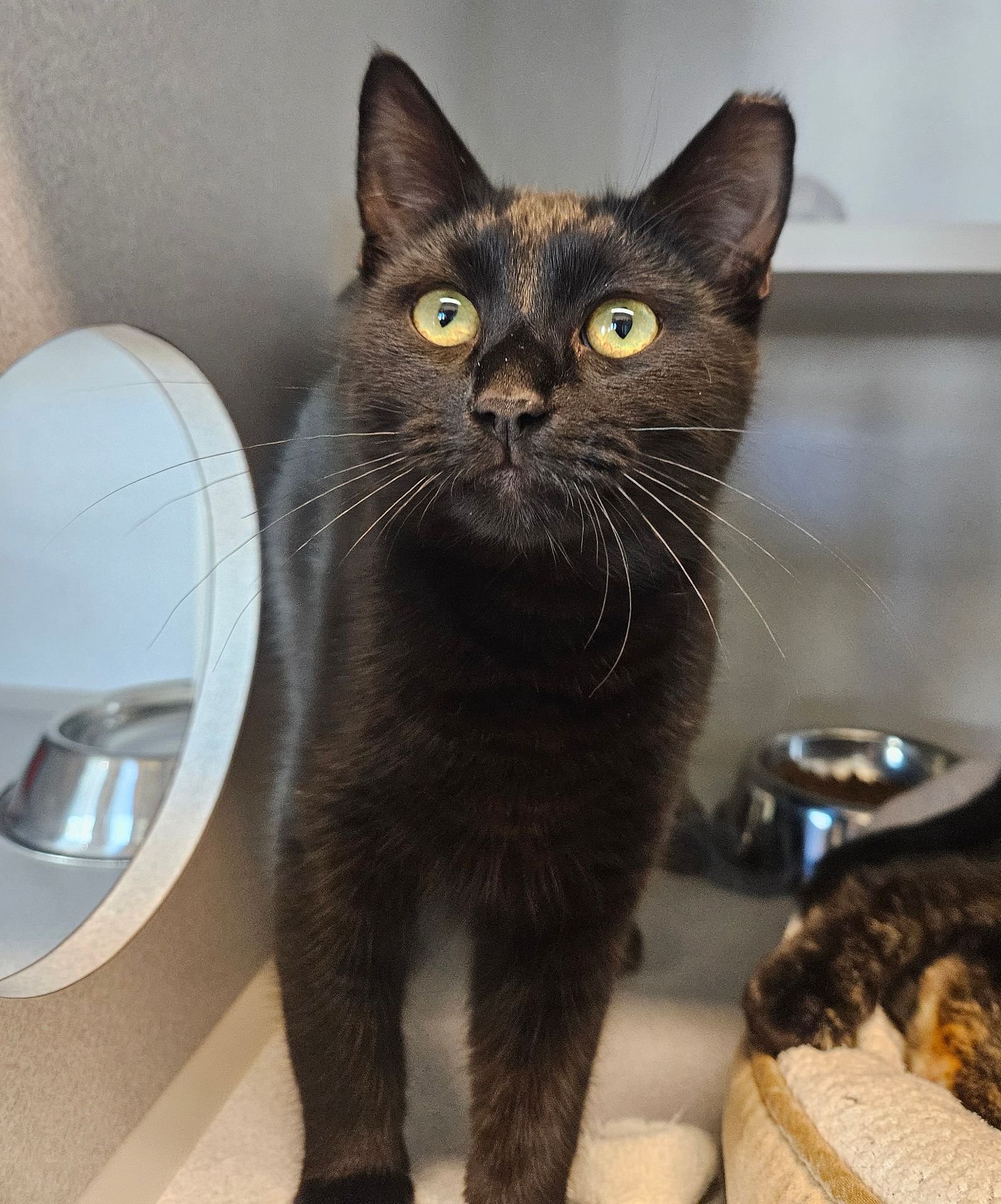 POLY - Unknown available for adoption