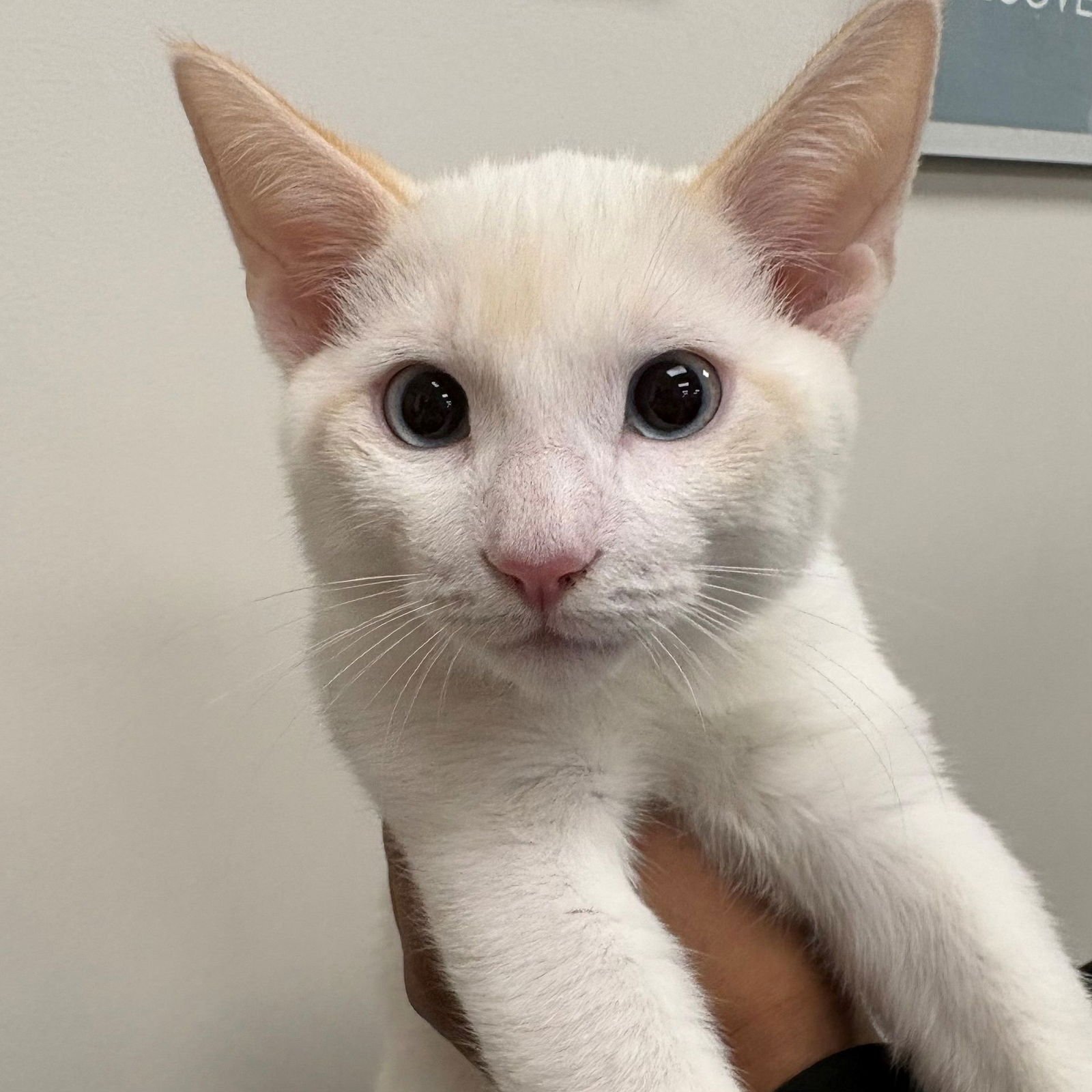 MELVIN - Unknown available for adoption