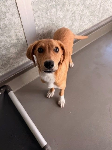 RANDALL - Unknown available for adoption