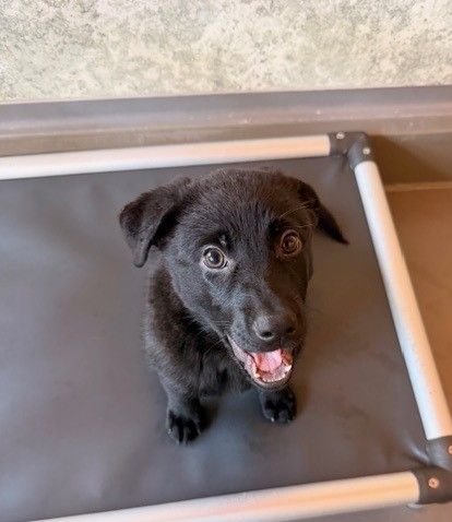 BELLE - Unknown available for adoption