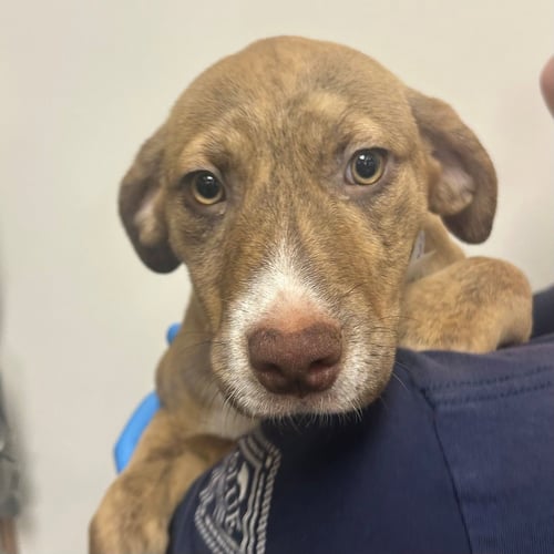 LASAGNE - Unknown available for adoption