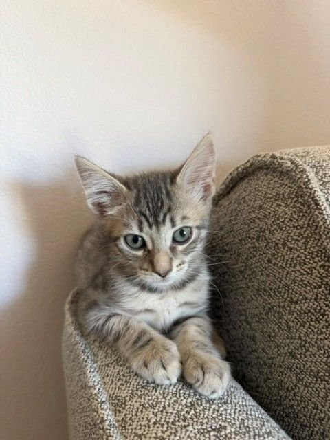 BEAN - Unknown available for adoption