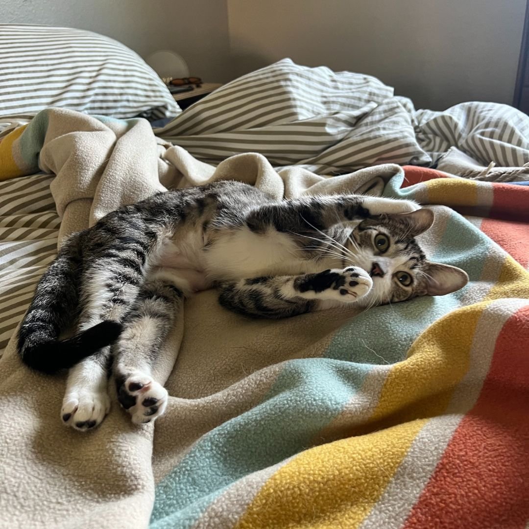 ROBIN - Unknown available for adoption