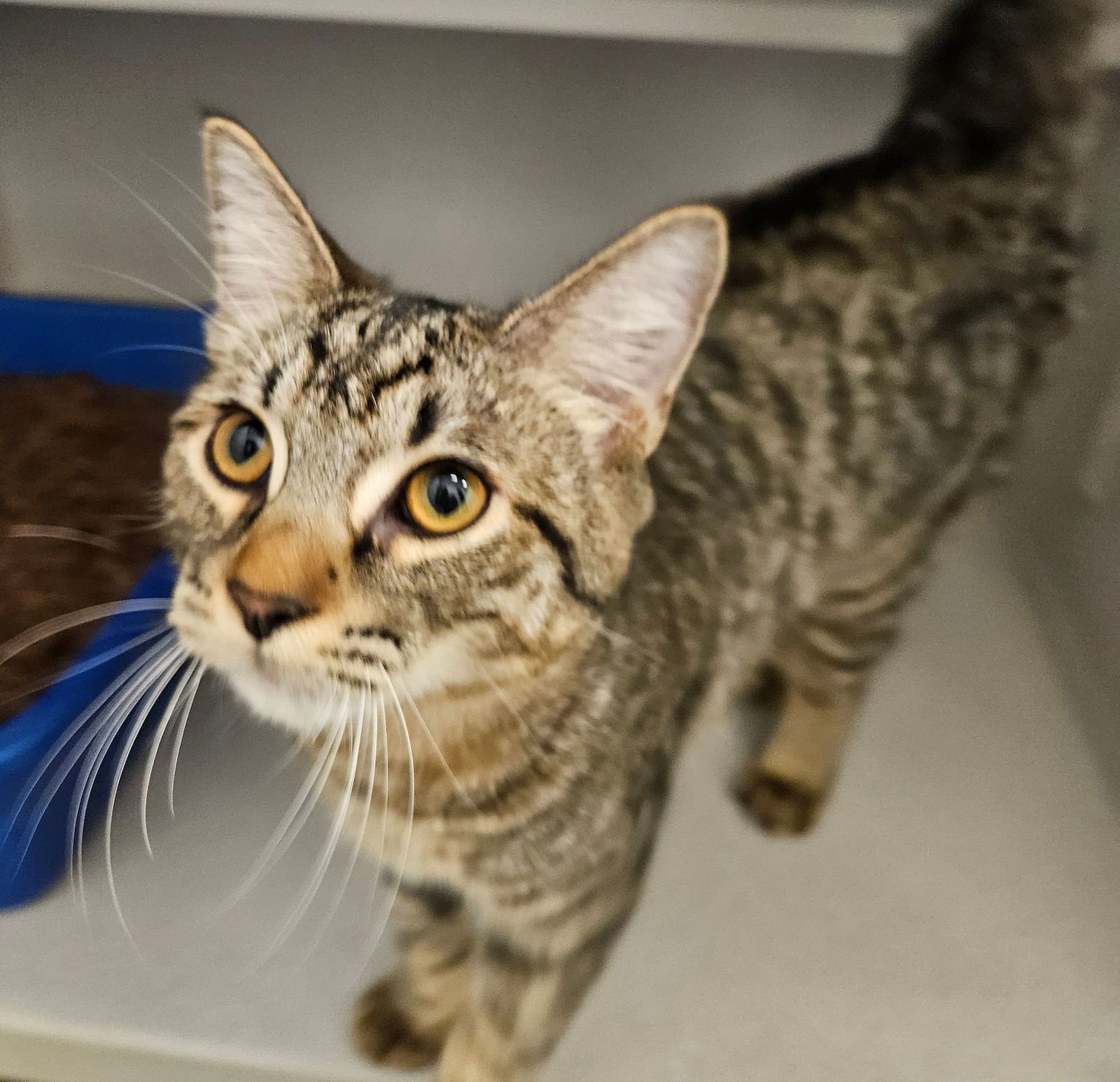 CHILI - Unknown available for adoption