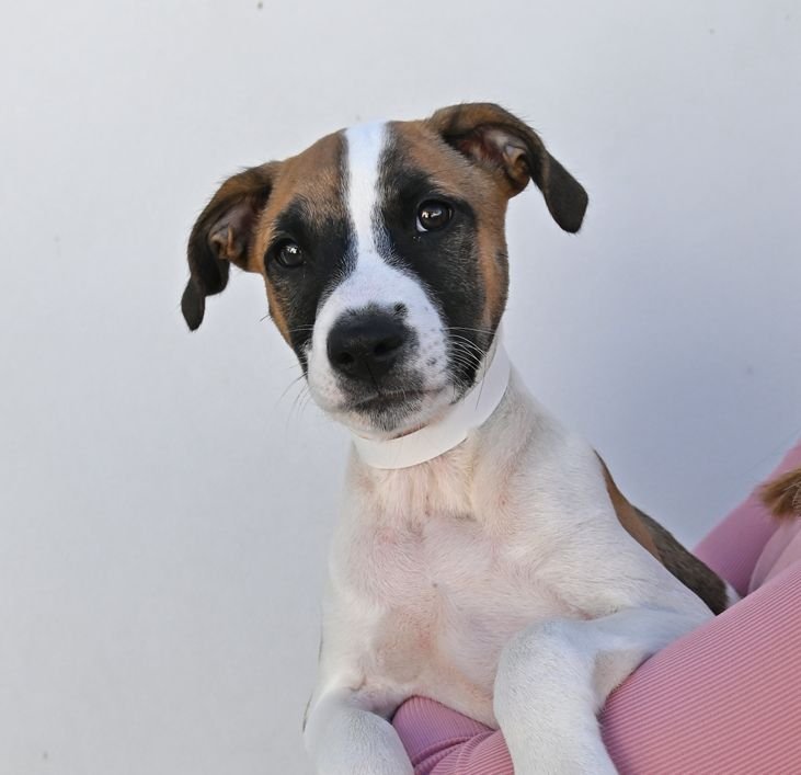 BACON - Unknown available for adoption