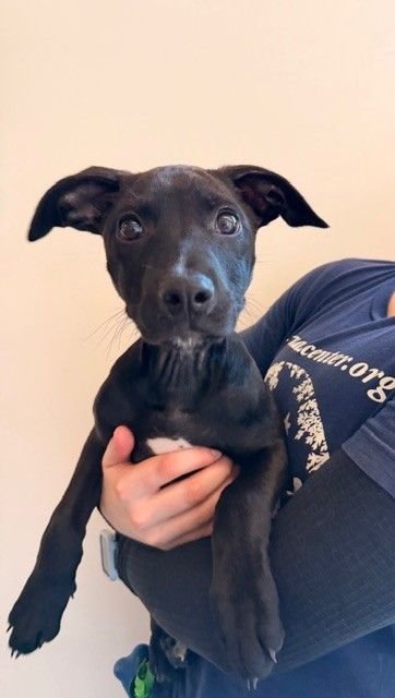 STRUDEL - Unknown available for adoption